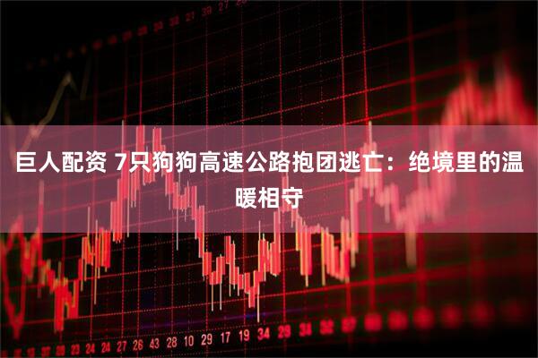 巨人配资 7只狗狗高速公路抱团逃亡：绝境里的温暖相守