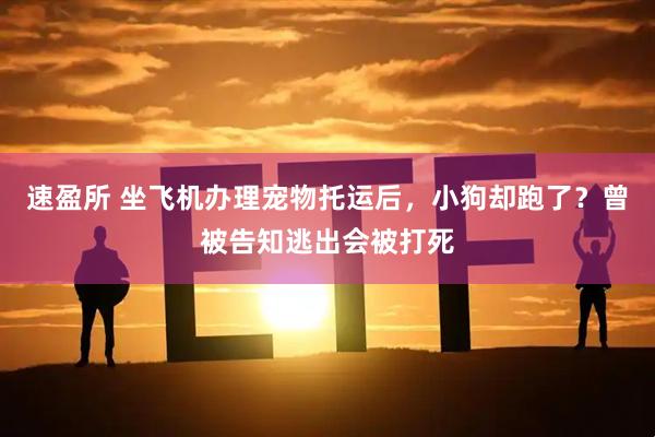 速盈所 坐飞机办理宠物托运后，小狗却跑了？曾被告知逃出会被打死